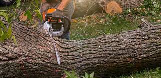  White Meadow Lake, NJ Tree Removal Pros