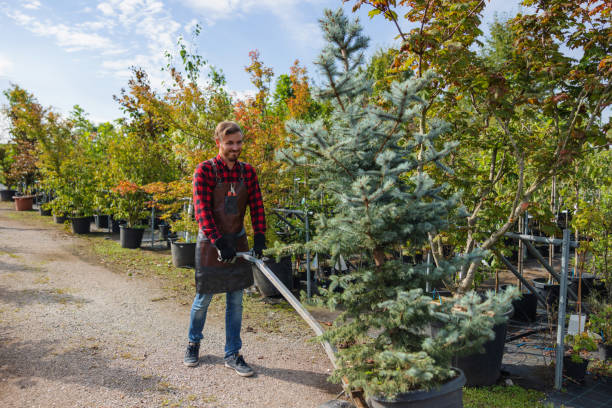 Best Tree Maintenance Programs  in White Meadow Lake, NJ