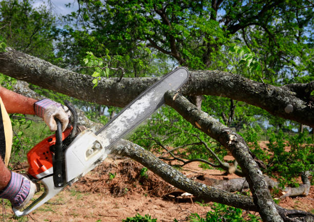 Best Tree Disease Treatment  in White Meadow Lake, NJ